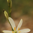 bělozářka liliovitá
