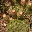 Kaktusovité