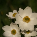sasanka narcisokvětá